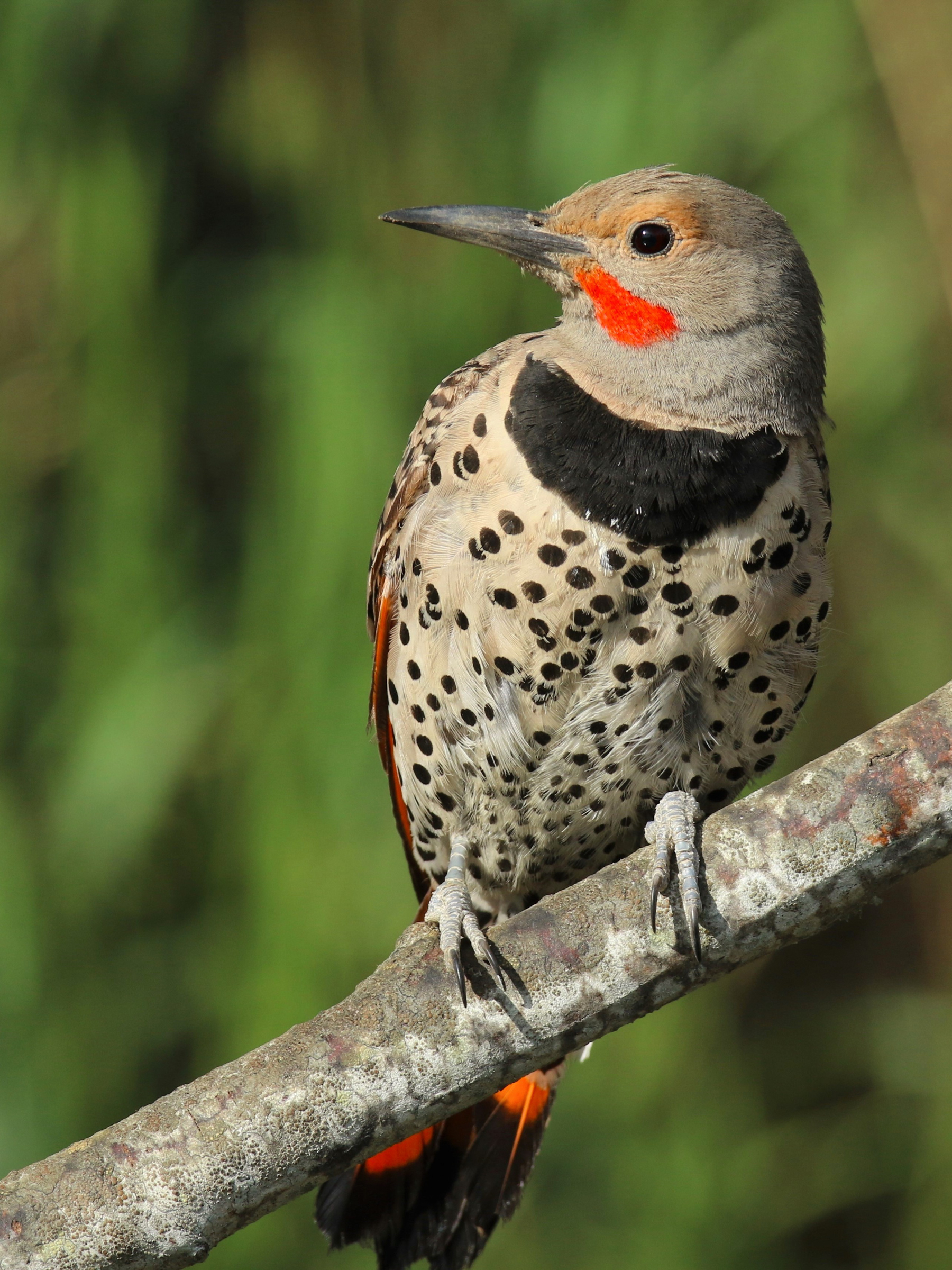 National Audubon Society